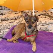 Profile Picture of Wida Pfeuffer TIERHILFE ISTRIEN (@widapfeuffertierhilfeistri132) on Youtube