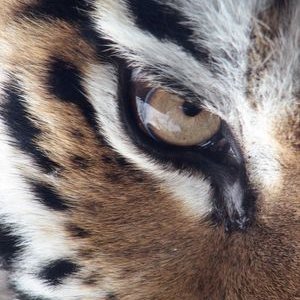 Profile Picture of Tiger (@marc8754) on Twitter