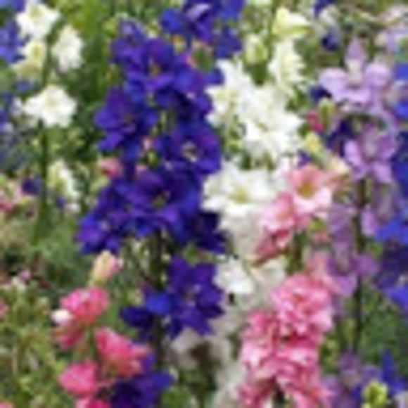 Profile Picture of Lori Carpenter (@loricarpenter01) on Poshmark