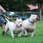 Profile Picture of Diana jimenez (@jwhiteline_kennel) on Instagram