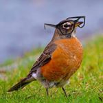 Profile Picture of Robin Grenier (@phdork) on Instagram