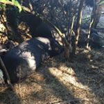 Profile Picture of David Whitesel (@whitesel_family_farms) on Instagram