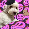 Profile Picture of Alice Kane (@@niginikarkaroff) on Tiktok