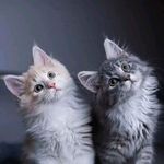 Profile Picture of SANDHYA RAMAKRISHNAN (@sandhya_elt) on Instagram