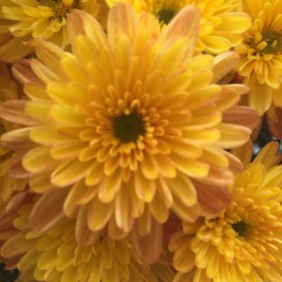 Profile Picture of Piper Bowers (@__d_i_v_a_) on Twitter