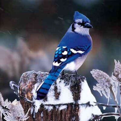 Profile Picture of Jiho Jung (@jung_jiho) on Twitter