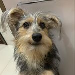 Cadelinha Nutella - Instagram Profile Picture of Cadelinha Nutella (@nunu.nutella) on Instagram