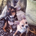 Profile Picture of Prince and Chichi 💙 (@prince_and_chichi) on Instagram