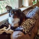 Profile Picture of Sherry Dyer (@sherrysgizmo) on Instagram