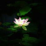 Profile Picture of Ayesha Shaukat (@ayeshabatoolshaukat) on Instagram