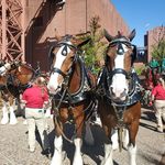 Profile Picture of Stacey Snow Adair (@stacey.adair) on Instagram