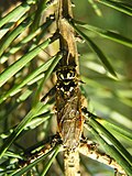 Profile Picture of Pamphiliidaeon Wikipedia