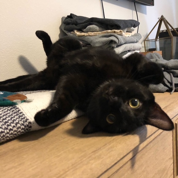 Profile Picture of Heather Tettelbach (@bagheerabeans) on Poshmark