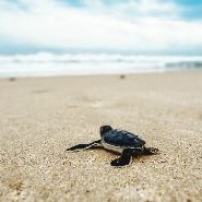 Profile Picture of Bull Ken Yow! (@JonDoePh) on Twitter