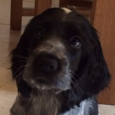 Profile Picture of James Haig (@Haigy) on Twitter