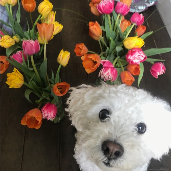 Jina Chyun - Poshmark Profile Picture of Jina Chyun (@puppylove700) on Poshmark