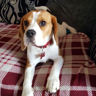 Profile Picture of Carly Gibbs (@carleh92) on Twitter