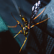 Profile Picture of John Lasseter (@jflasseter) on Youtube