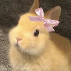 Profile Picture of Chloe Sua (@Chloe-Sua) on Facebook