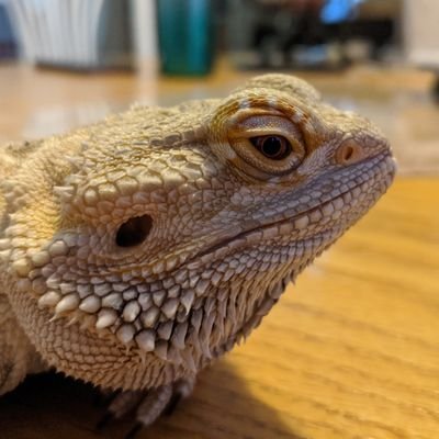 Profile Picture of Brandon Yeh (@BrandonYeh3) on Twitter