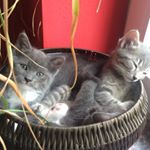 Profile Picture of Ser, Shirley and Tabby (@tripletroublepaws) on Instagram