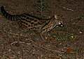 Profile Picture of Rusty-spotted geneton Wikipedia