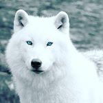 Profile Picture of Jesse Sargent (@running_wolf85) on Instagram