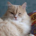 Profile Picture of tori mullins (@mullinstori502) on Instagram