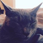 Profile Picture of Savanna Thomas (@thelifeofsavanna) on Instagram