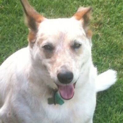 Profile Picture of Paul Homan (@shankydog) on Twitter