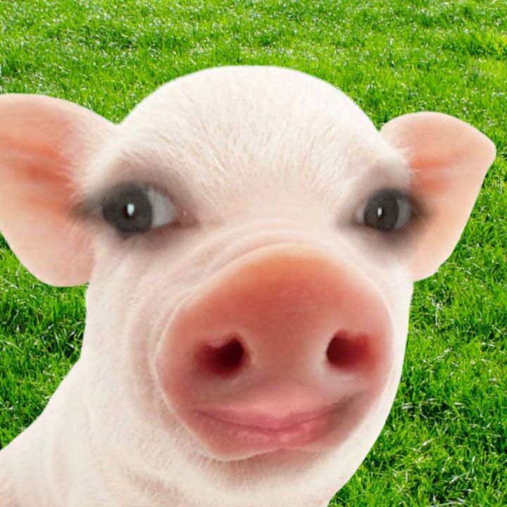 Profile Picture of Coachkrystal_pandhandling08 (@coachkrystal30) on Tiktok