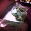 Profile Picture of Lidia Hsieh (@lidiahsieh) on Tiktok