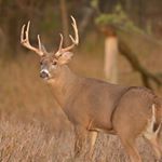 Profile Picture of Scott Schmidt (@scott_schmidt51) on Instagram