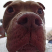 Profile Picture of Miranda Moody (@puppymoody) on Youtube