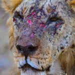 Profile Picture of Brian Flammer (@busdriverbrian721) on Instagram