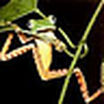 Profile Picture of Victor Moreira (@Paulino Moreira) on Flickr