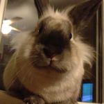 Profile Picture of Mookie Jeffrey Mel Peaches (@mustangandfriendsog) on Instagram