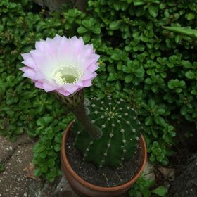 Profile Picture of Kim Hoskins (@kimhoskins) on Pinterest