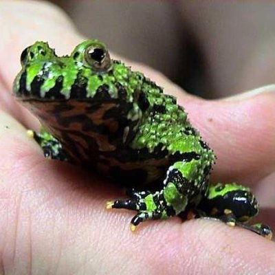 Tom Callaway - Twitter Profile Picture of Tom Callaway (@spotfoss) on Twitter