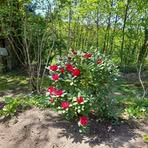 Profile Picture of Guy Kortaa Debard (@Guy-Kortaa-Debard) on Facebook