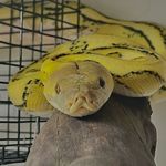 Profile Picture of Ricketts Reptiles (@rickettsreptiles) on Instagram