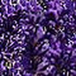 Profile Picture of Lori Atkinson (@dcsublx8) on Flickr