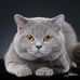 Profile Picture of Irving Bruce (@irving.bruce.165) on Facebook