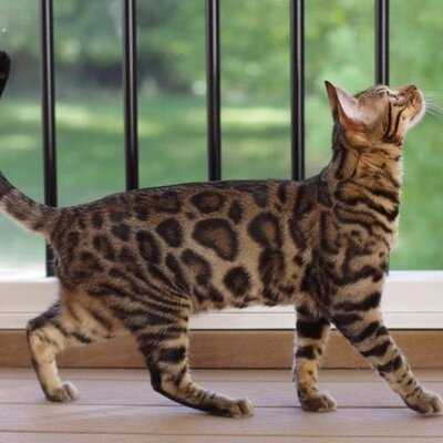 Profile Picture of Pierce Hatfield (@JacobRaymond) on Twitter