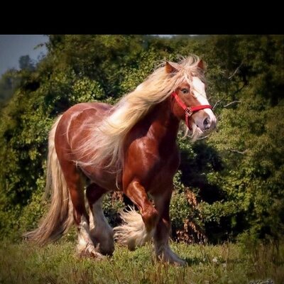 Profile Picture of Brandy Conner (@bambam_76) on Twitter