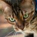 Profile Picture of Carlos Gato (@carlos.gato.372) on Facebook