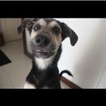 Profile Picture of Bóris Klestoff (@borisklestoff) on Instagram