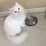 Profile Picture of Cherry Ramirez Le เชอร์รี่ (@littlecherry_2011) on Instagram