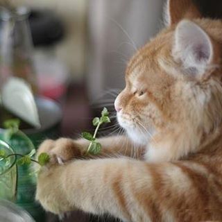 Profile Picture of Garfield Kim (@garfield.chen.1675) on Facebook