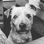 Profile Picture of Thomas Rigby (@t_rig22) on Instagram